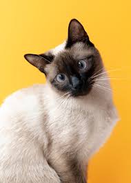 Para seu Gato