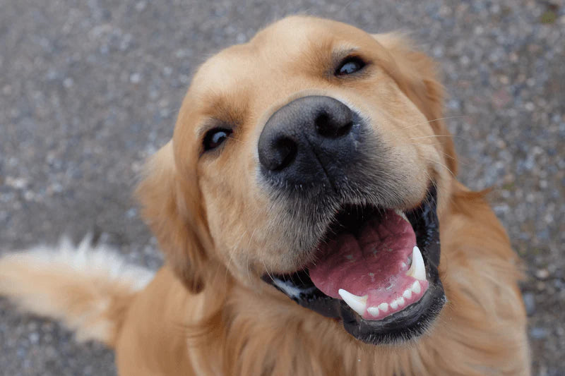Para seu Cão